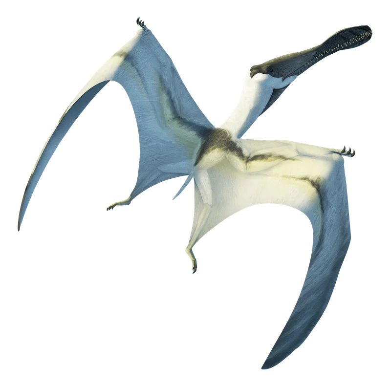 Siroccopteryx