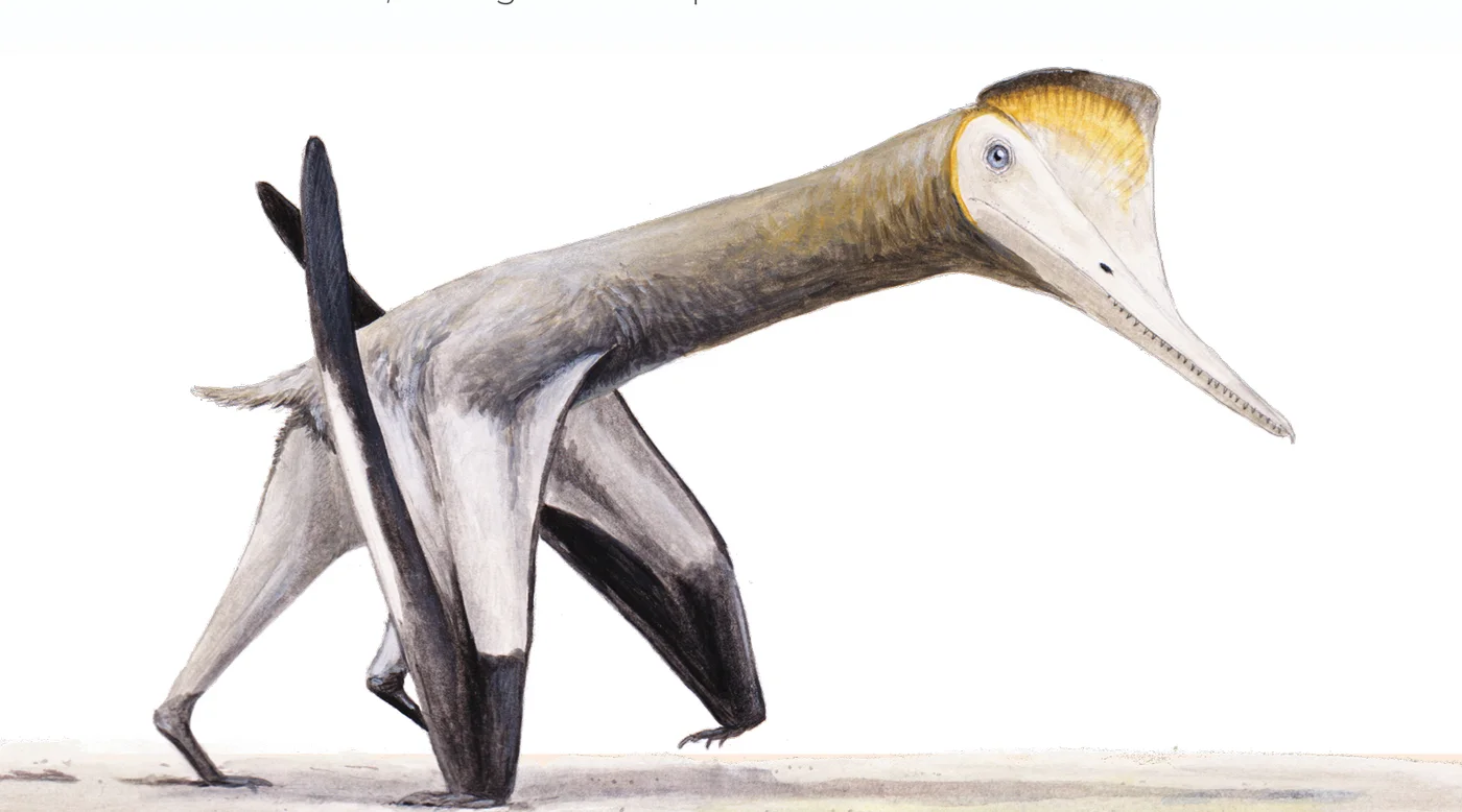 How did pterosaurs walk?