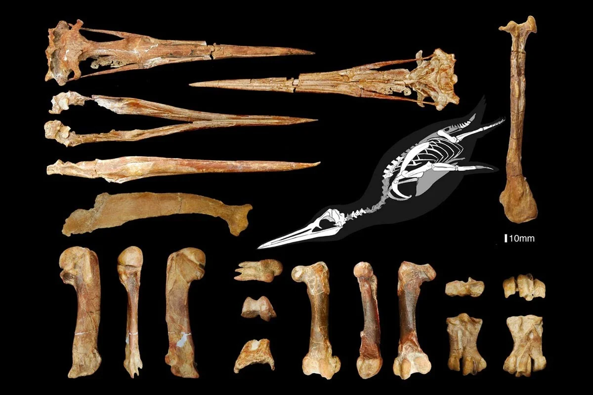 Bones of Inkayacu