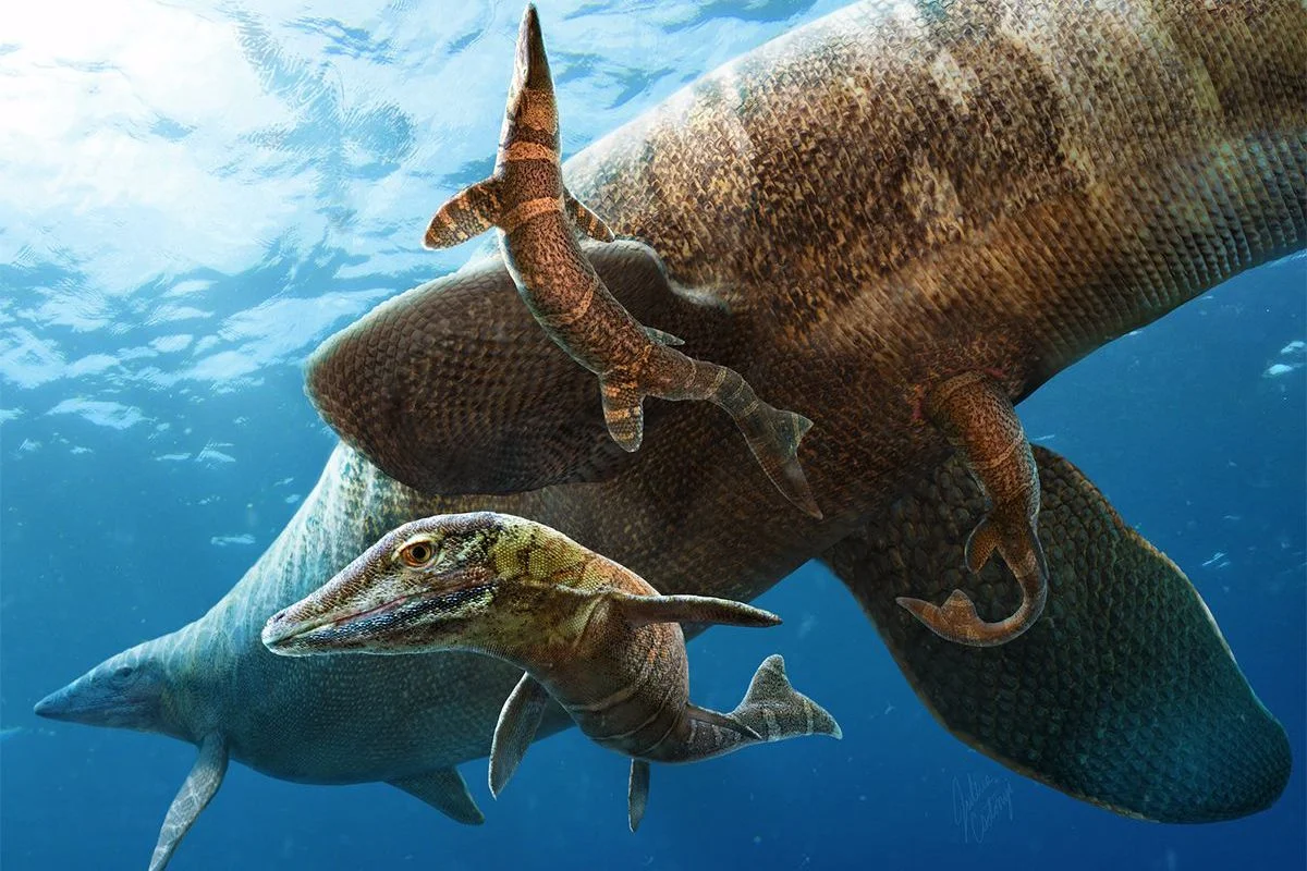 Baby mosasaurs