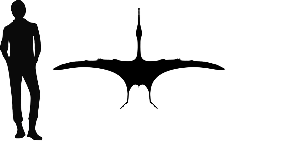 Pterodaustro wingspan comparison
