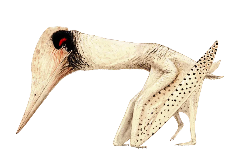 Lacusovagus