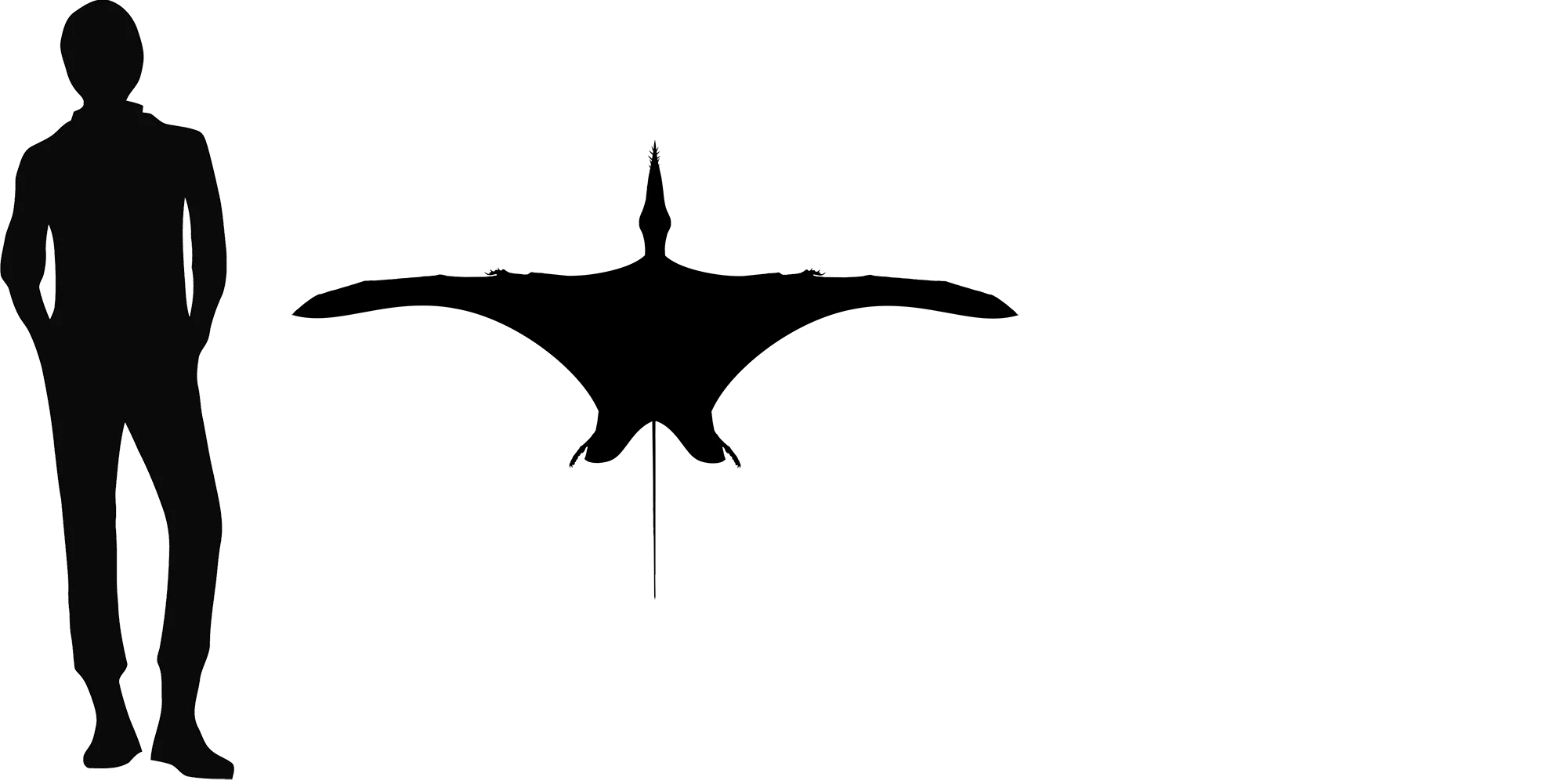 Sericipterus wingspan comparison