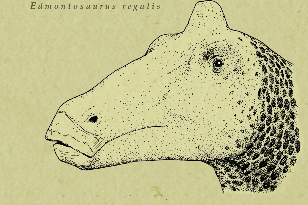 Edmontosaurus regalis