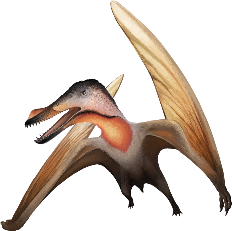 Aussiedraco
