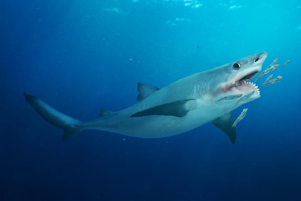 Hunting Helicoprion