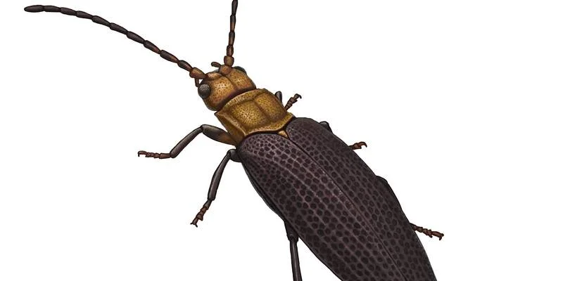 Kaltanicupes