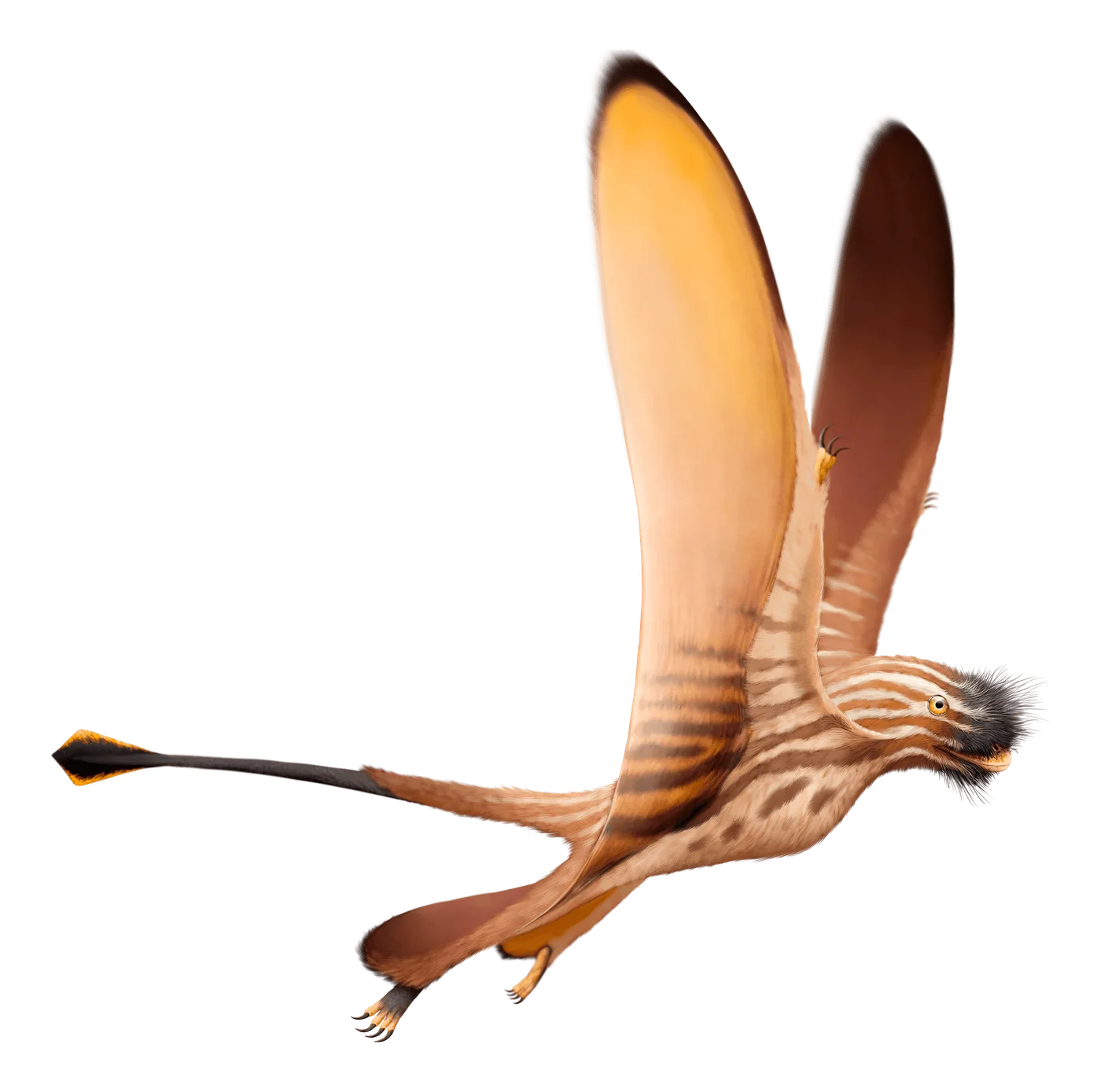 Daohugoupterus