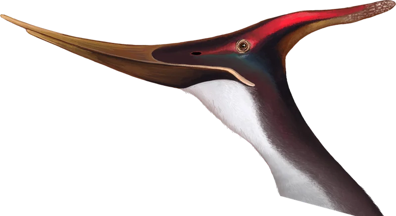 P. longiceps male