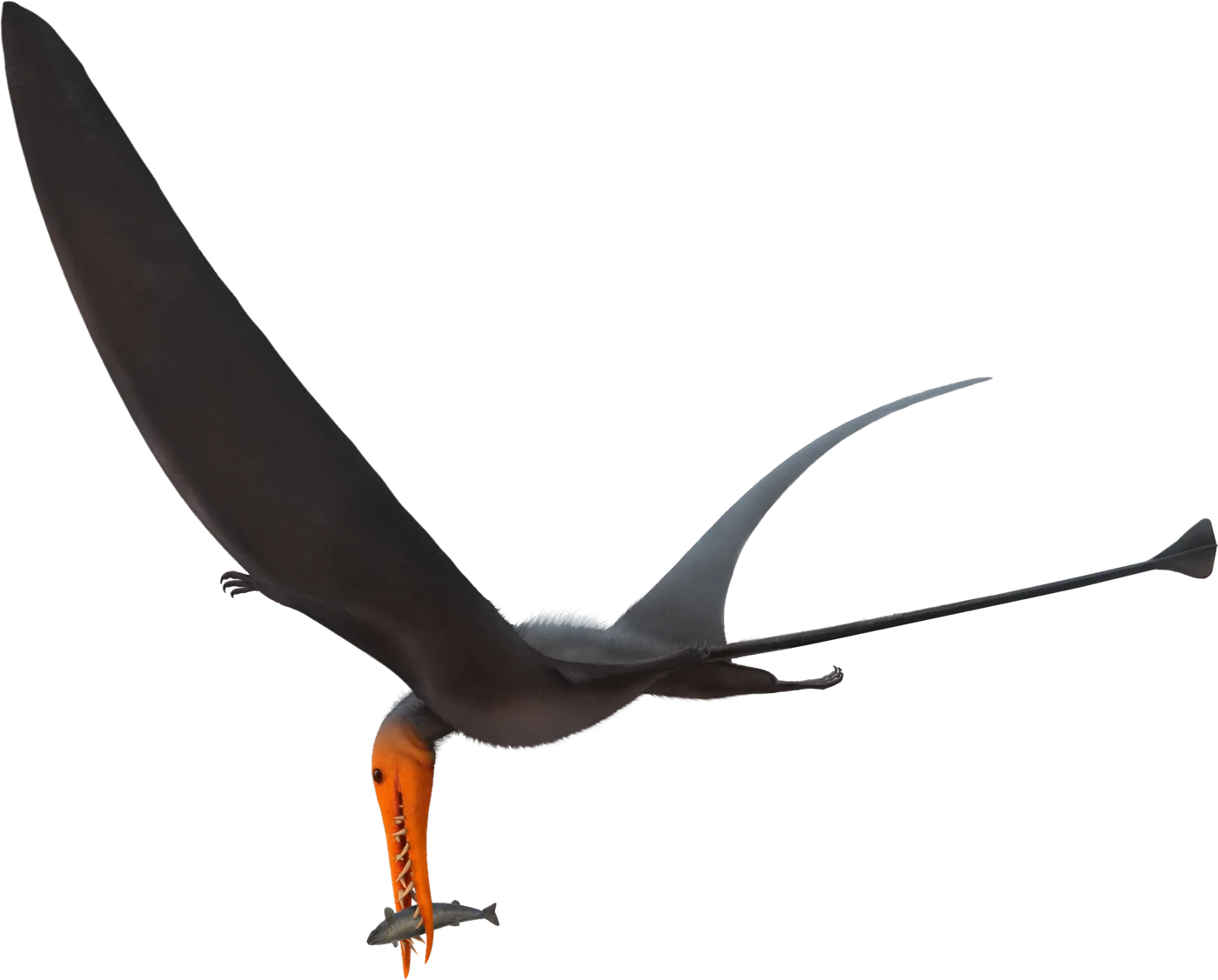 Rhamphorhynchus