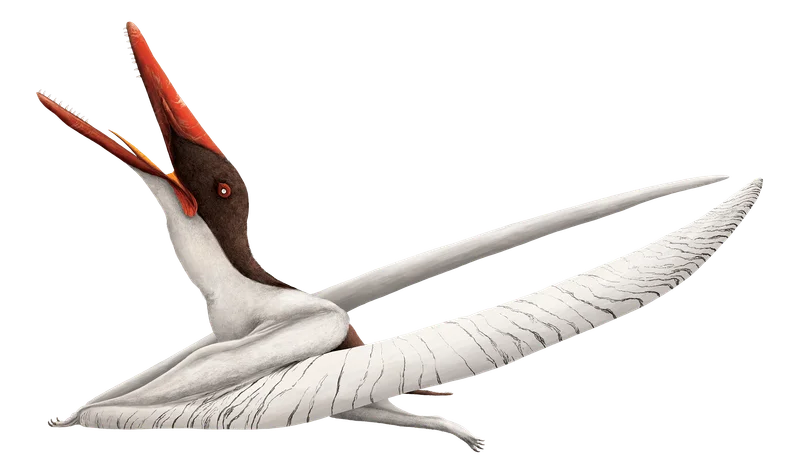 Mimodactylus
