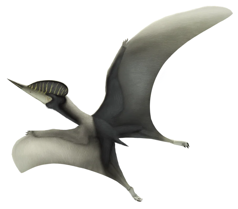Noripterus