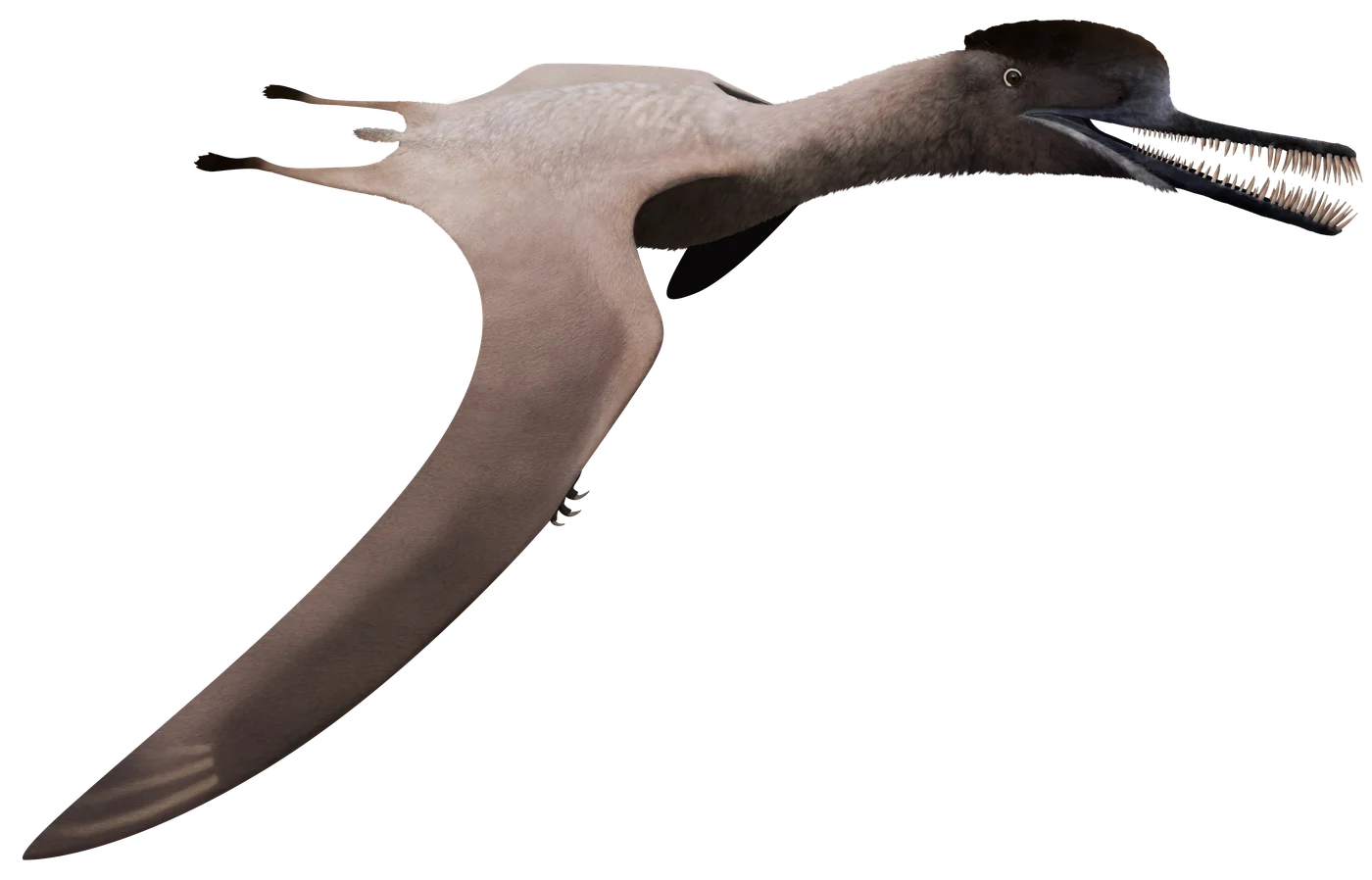 Boreopterus