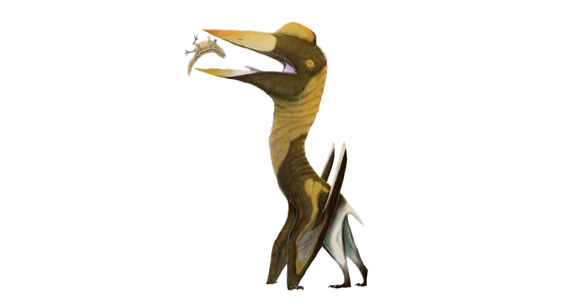 Montanazhdarcho