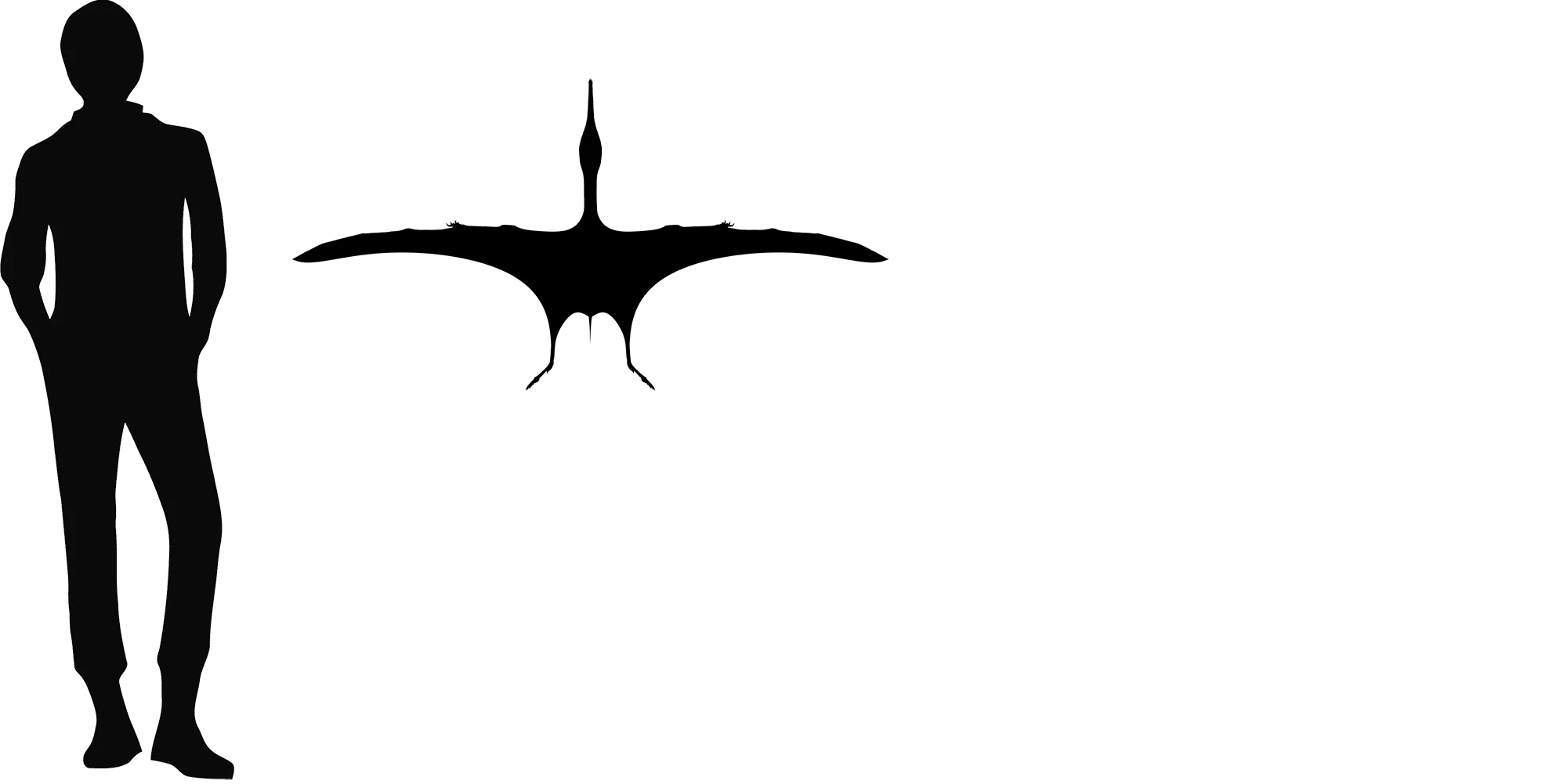 Aurorazhdarcho wingspan comparison