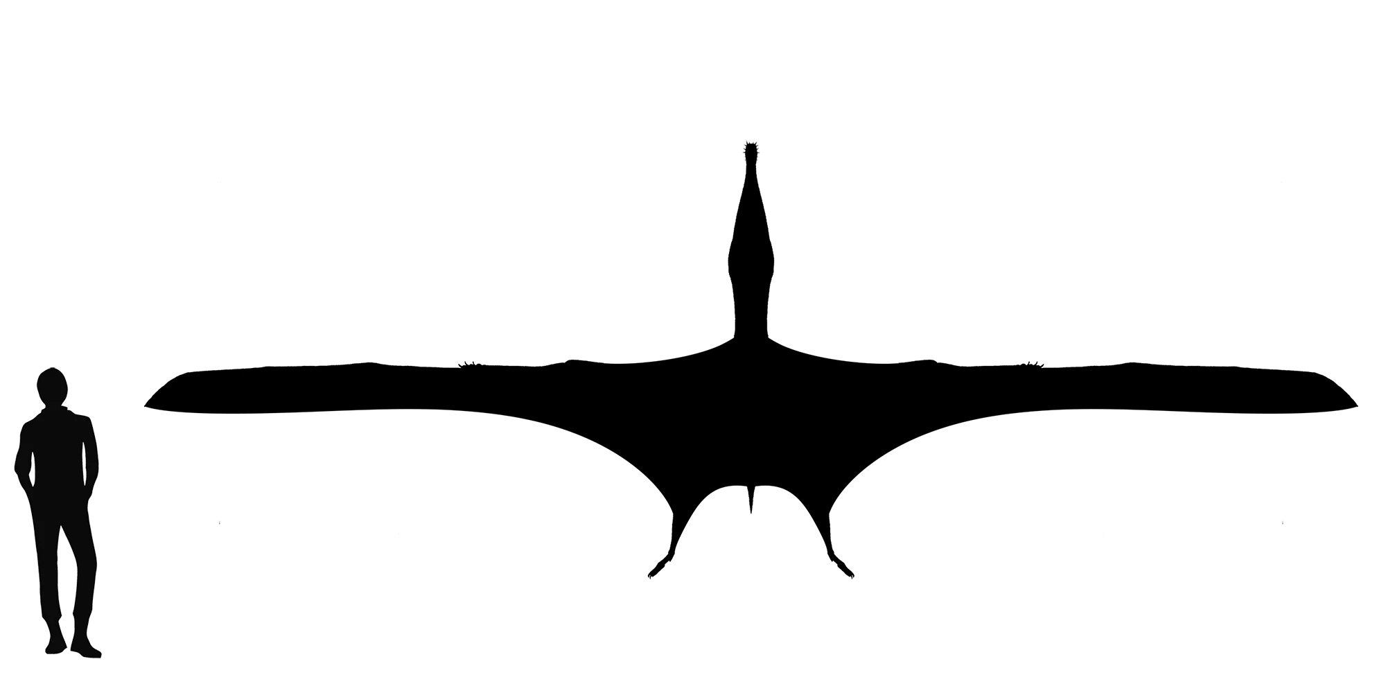 Tropeognathus wingspan comparison