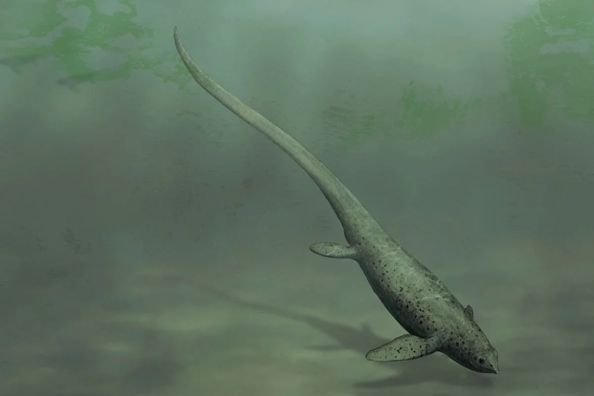 Sclerocormus parviceps