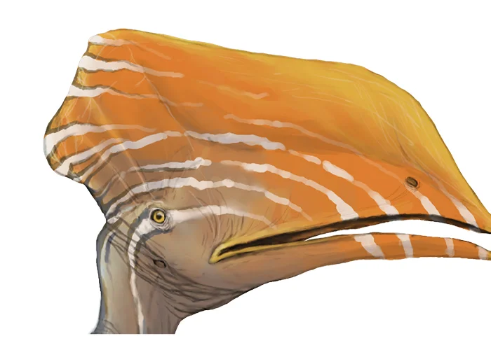 Jaws of a frugivores pterosaur