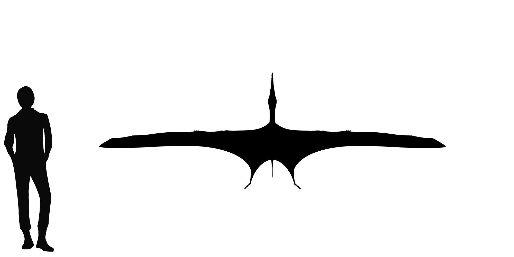 Hamipterus wingspan comparison