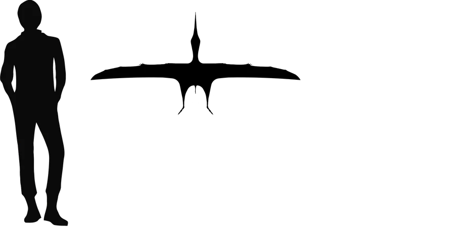 Jidapterus wingspan comparison