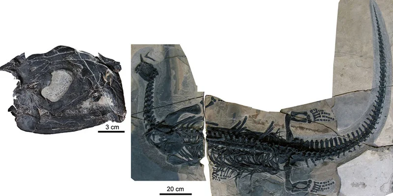 Atopodentatus skeleton