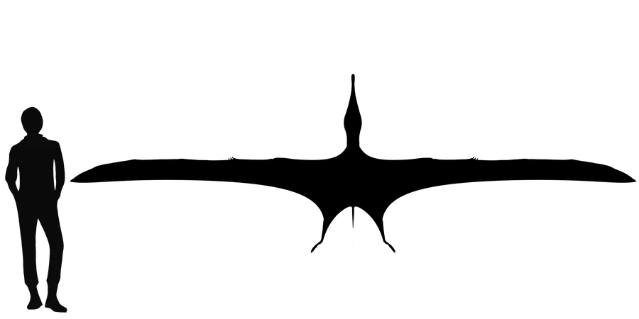 Arthurdactylus wingspan comparison