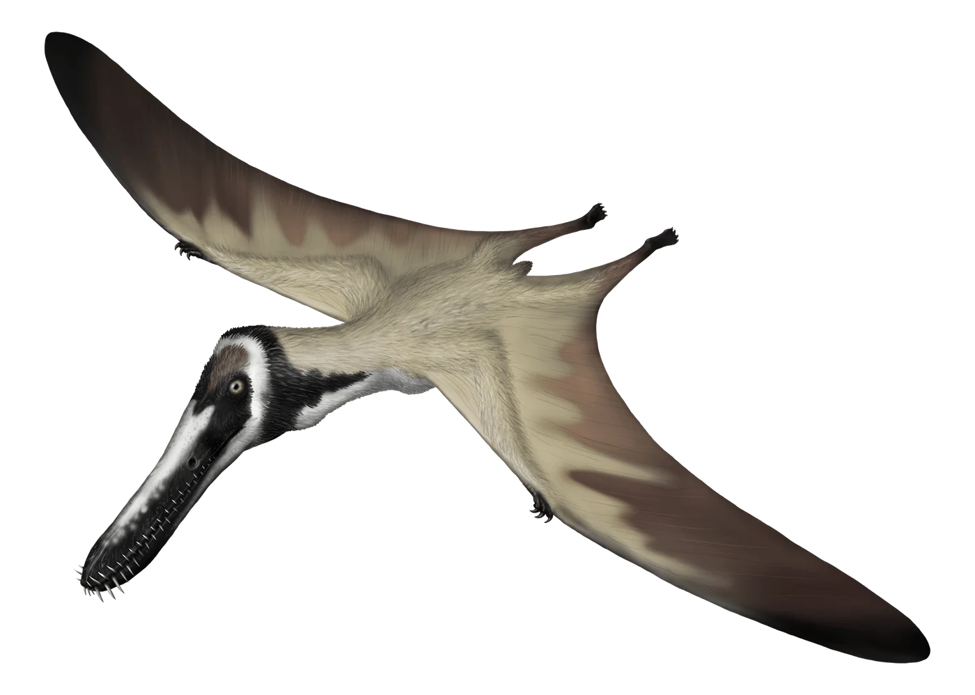 Piksi