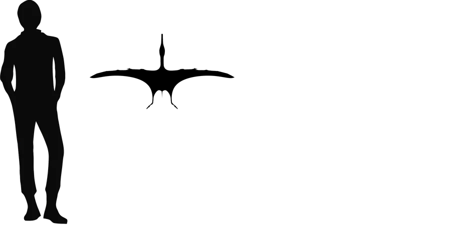 Cycnorhamphus wingspan comparison