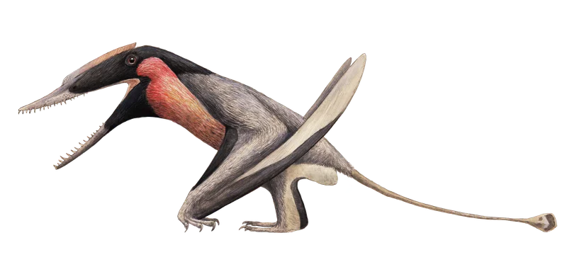 Allkaruen