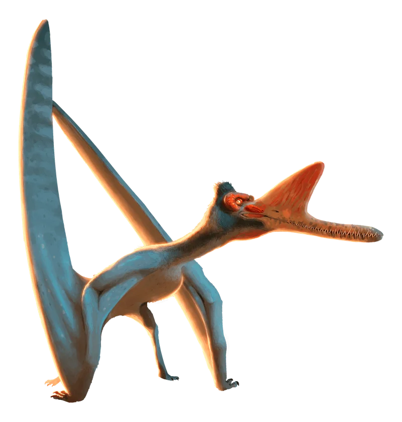 Zhenyuanopterus