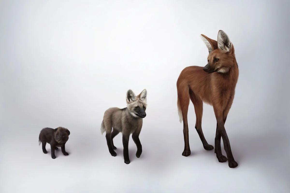 Maned wolf baby, sub-adult, and adult