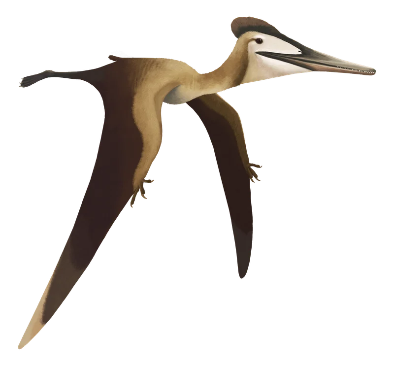 Wenupteryx