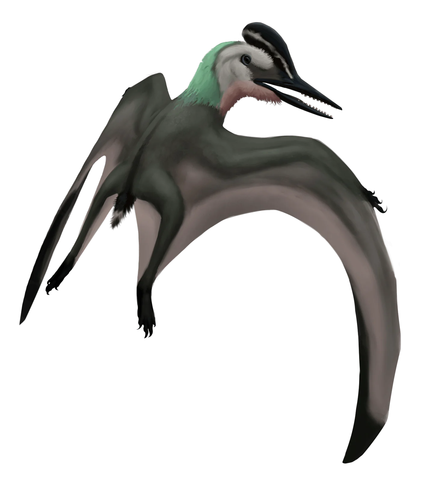 Eosipterus