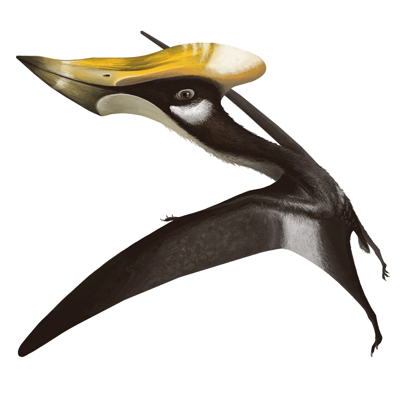 Eopteranodon