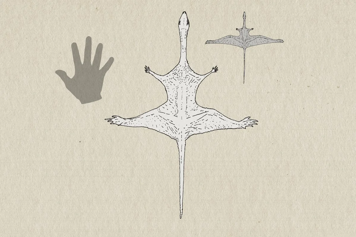 Ozimek volans (center) compared to Sharovipteryx mirabilis (right) and a human hand.