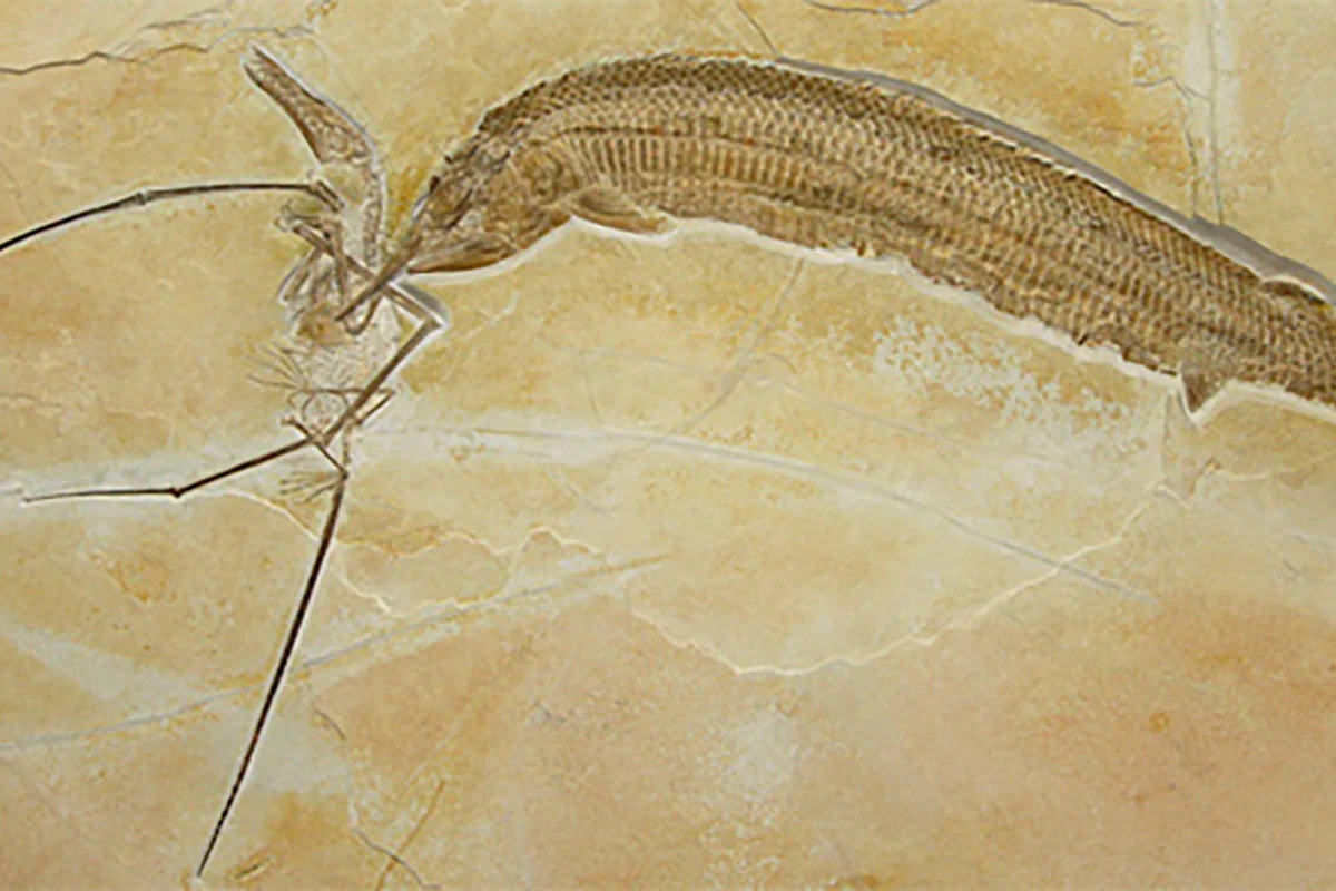 This fossil shows the prey, a Rhamphorynchus, died together with its predator, an Aspidorhynchus