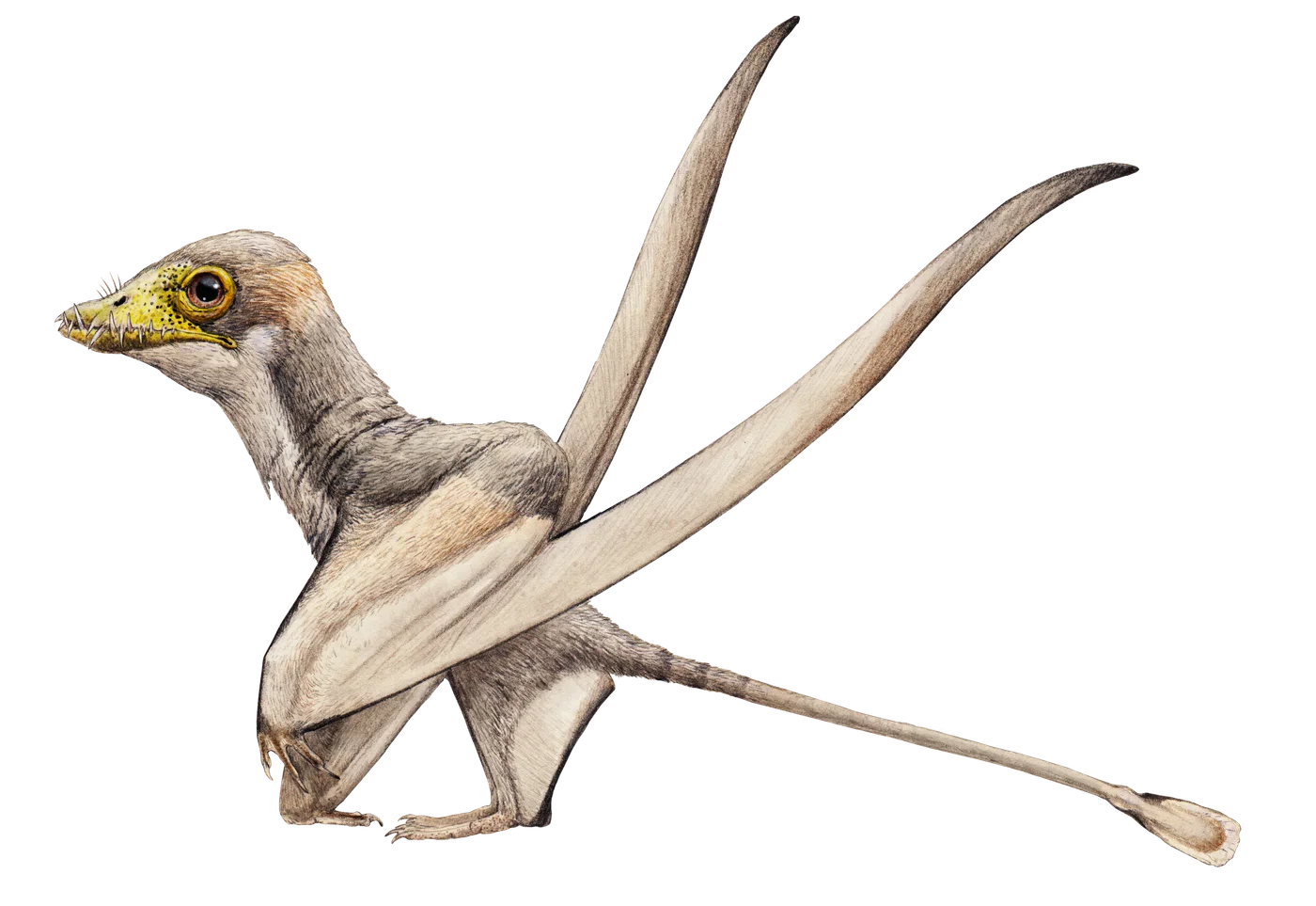 Bellubrunnus