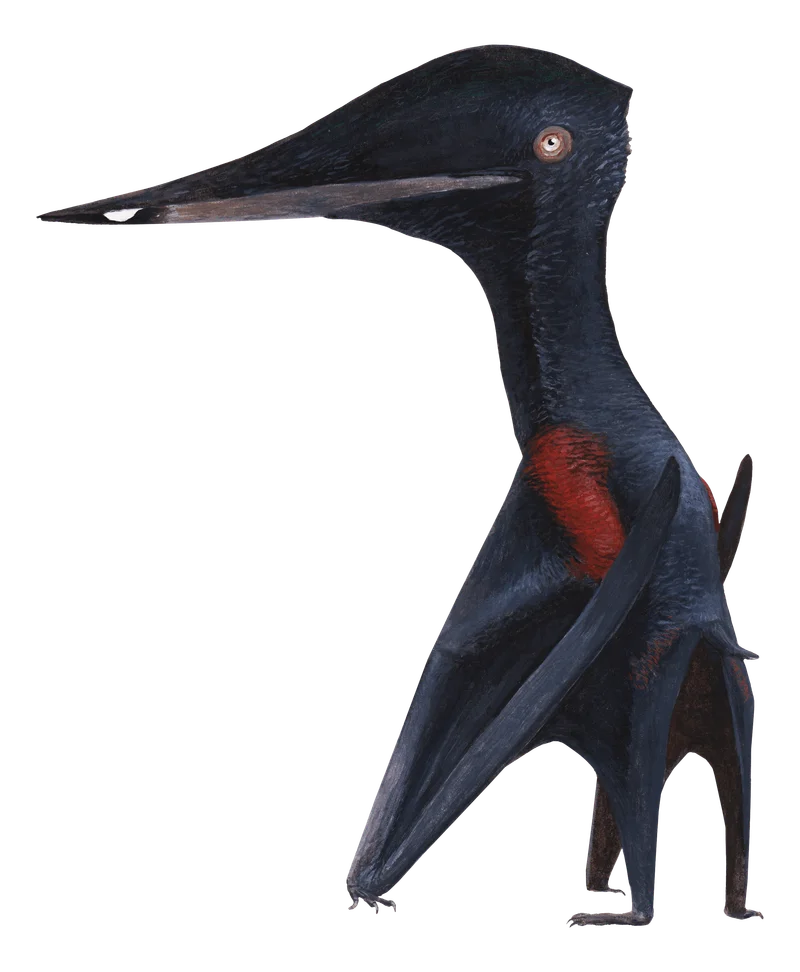 Palaeocursornis