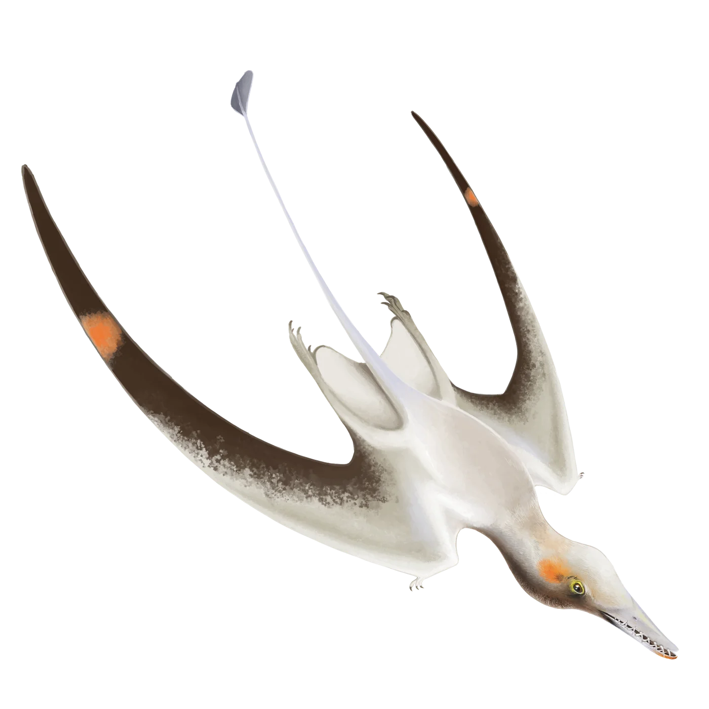 Cacibupteryx