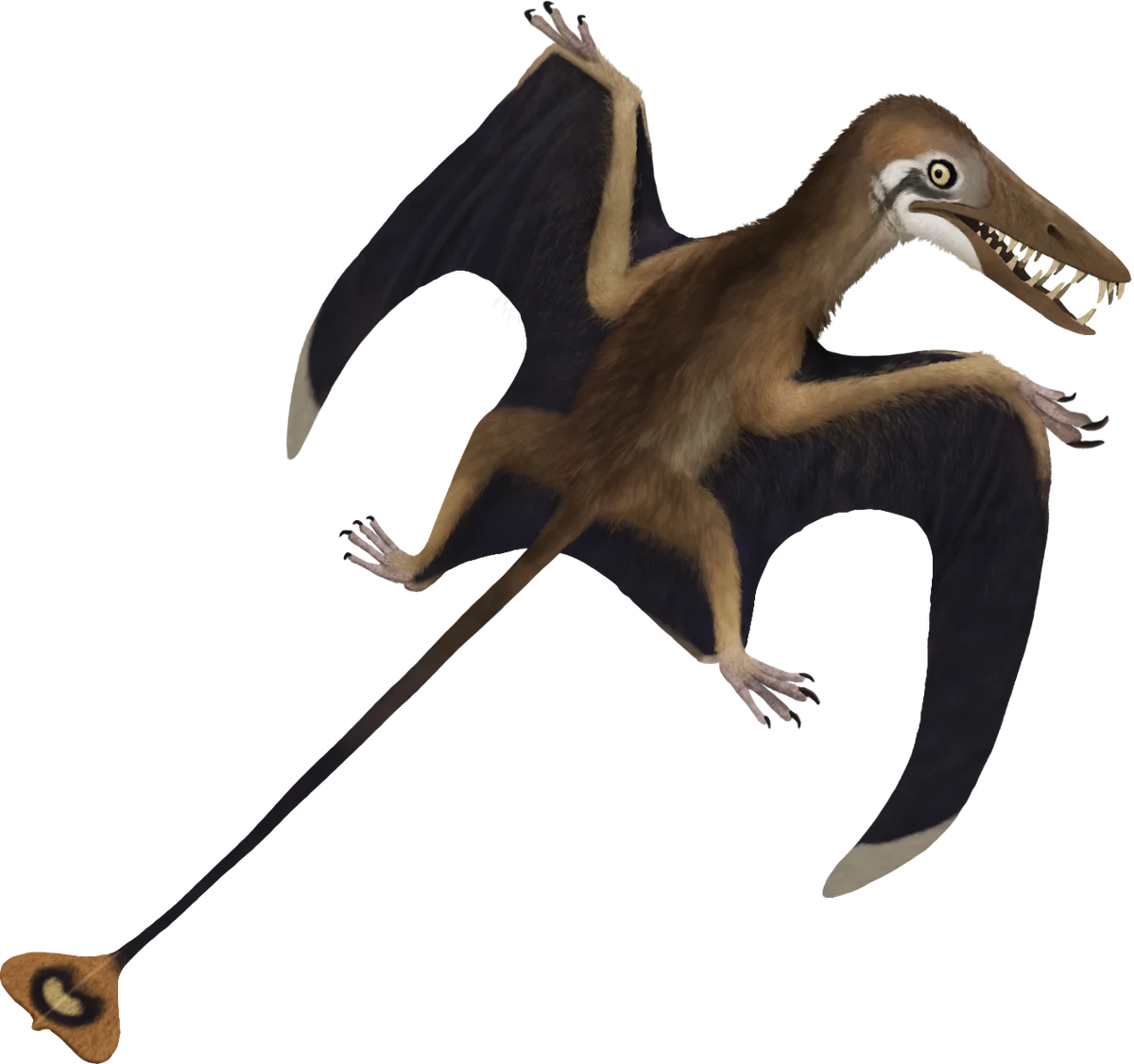 A life reconstruction of Scaphognathus