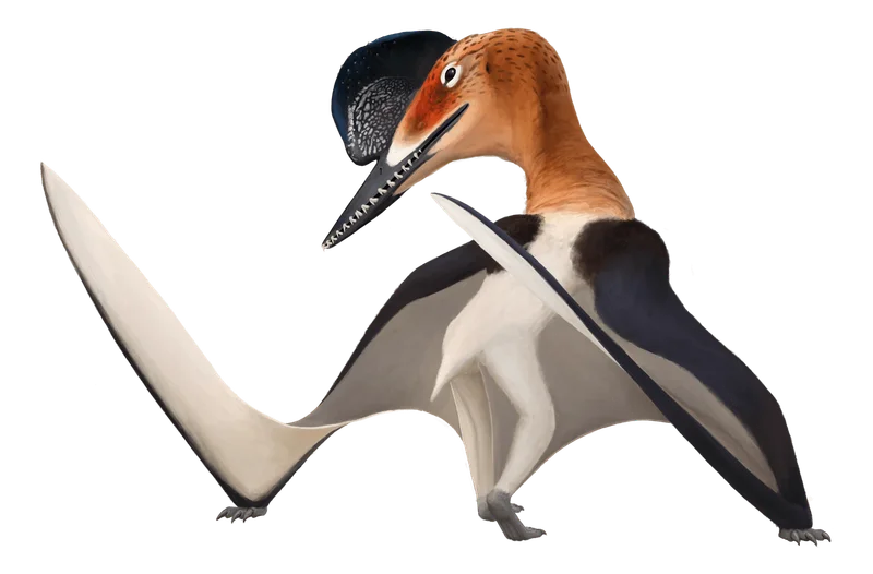 Altmuehlopterus