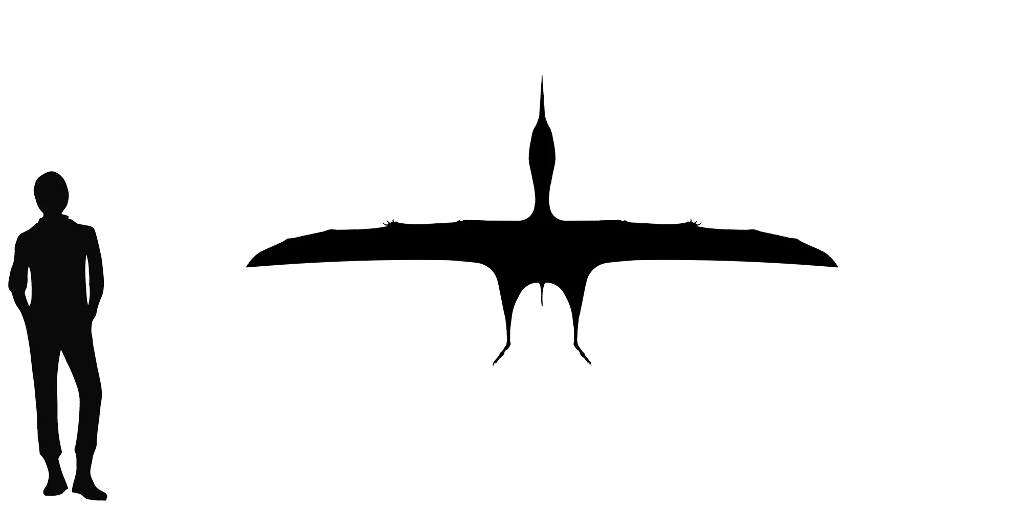 Caupedactylus wingspan comparison