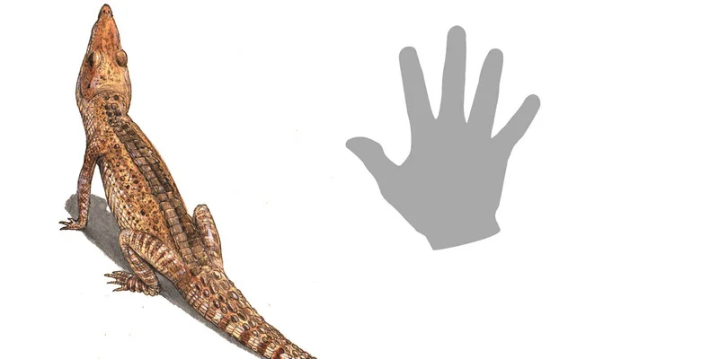 Theriosuchus