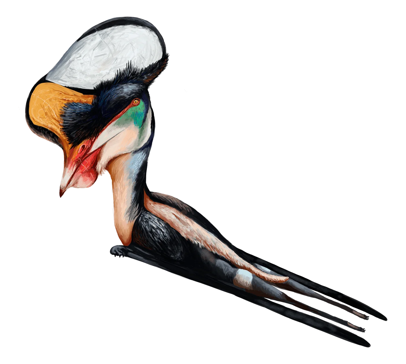 Afrotapejara