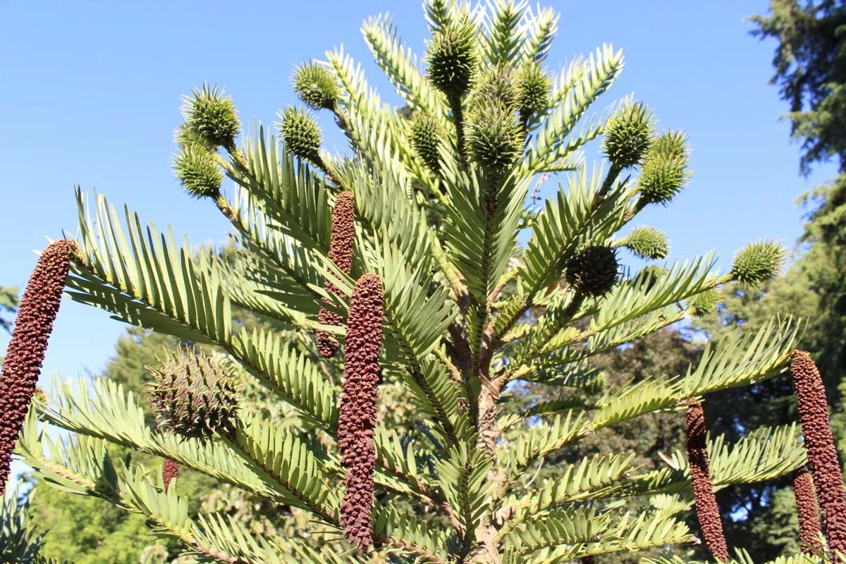 Wollemia nobilis