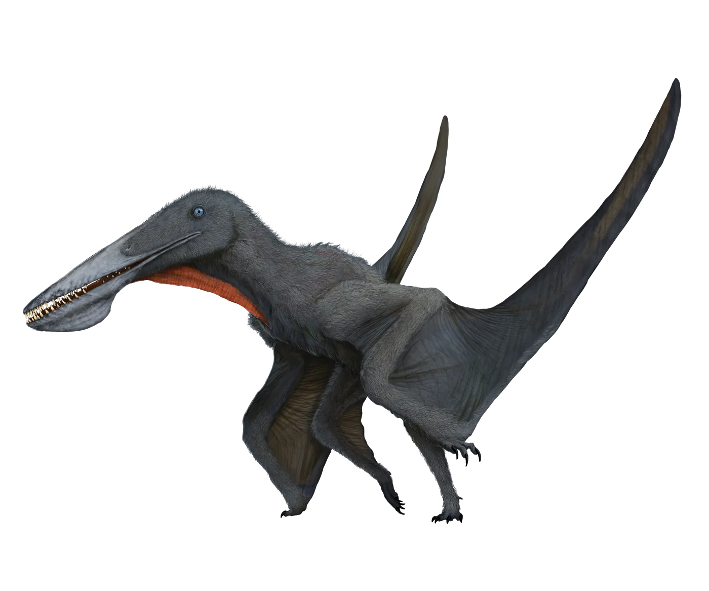 Ikrandraco