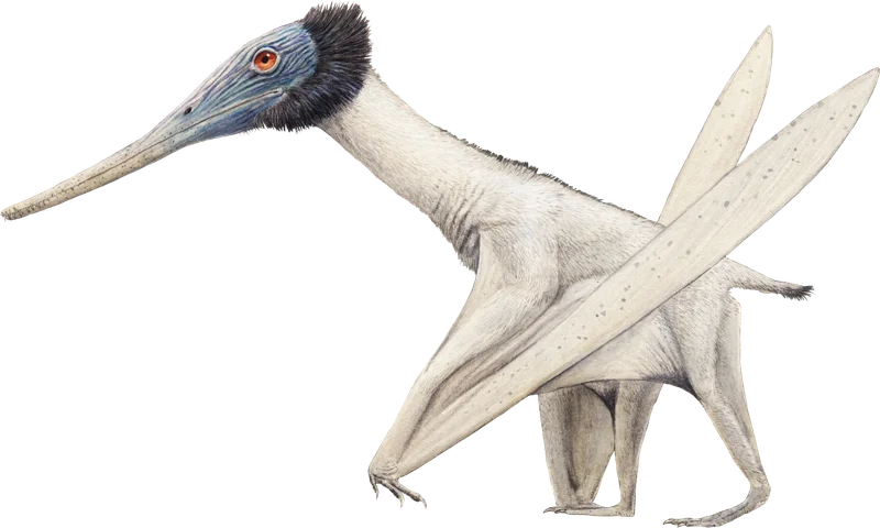 Gladocephaloideus