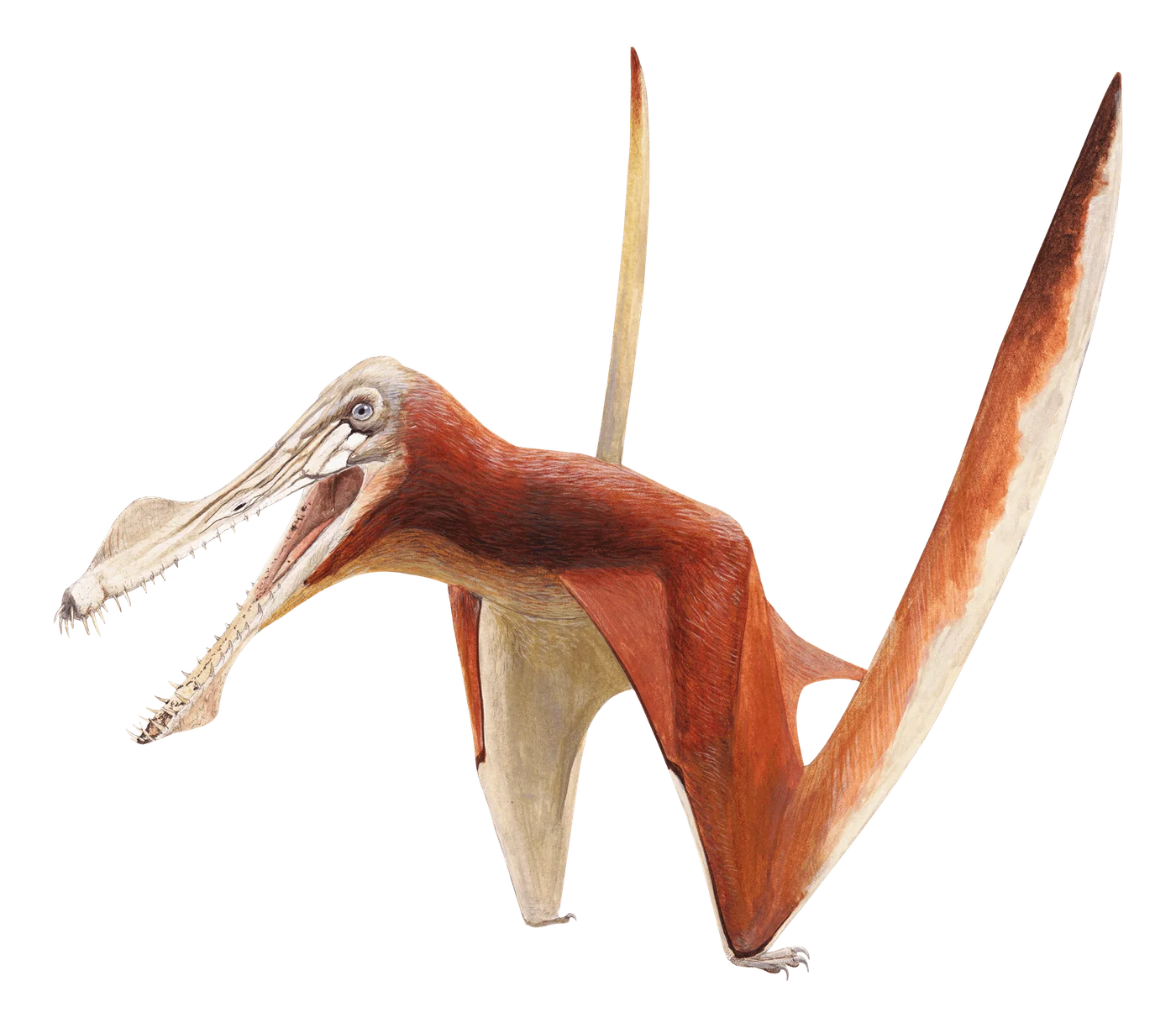 Uktenadactylus