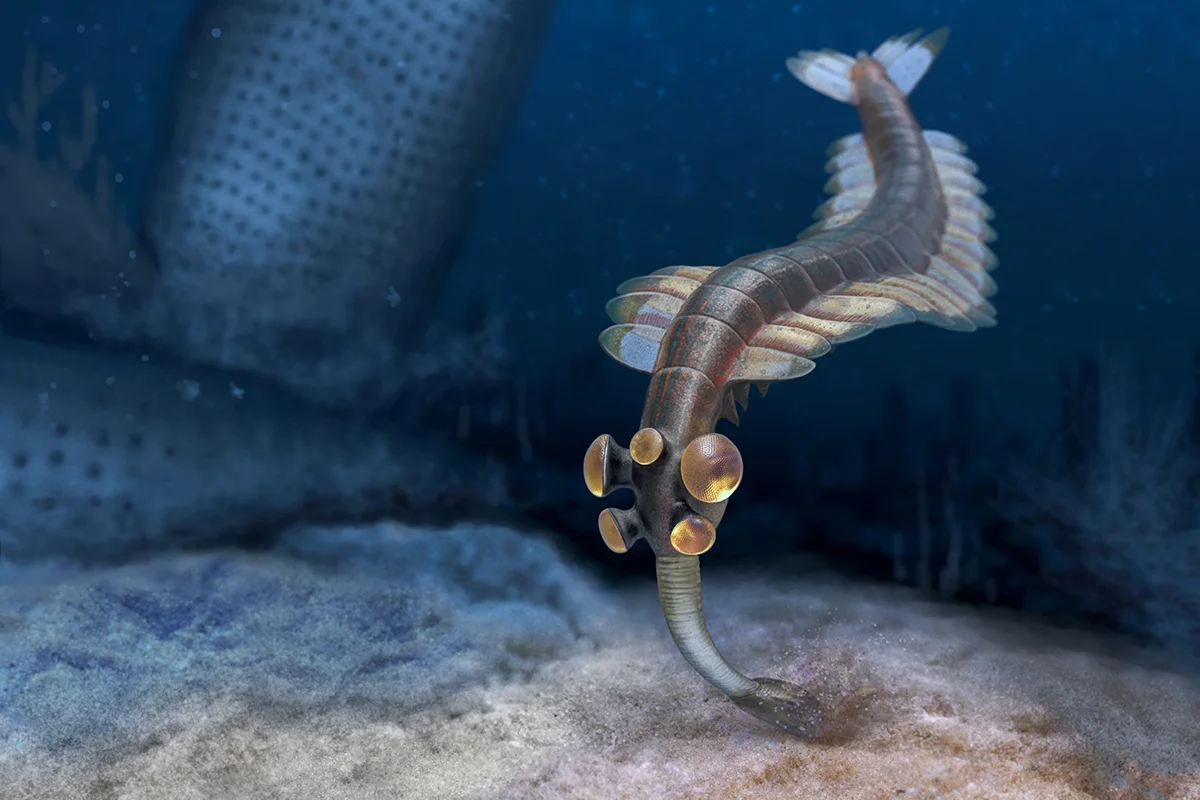 Opabinia hunts at night