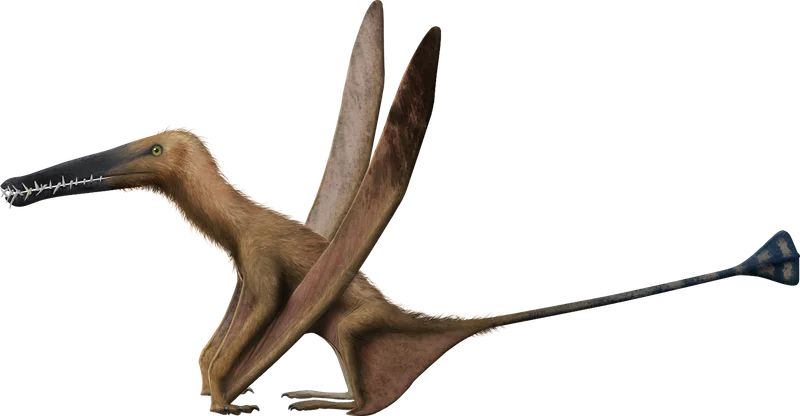 Angustinaripterus
